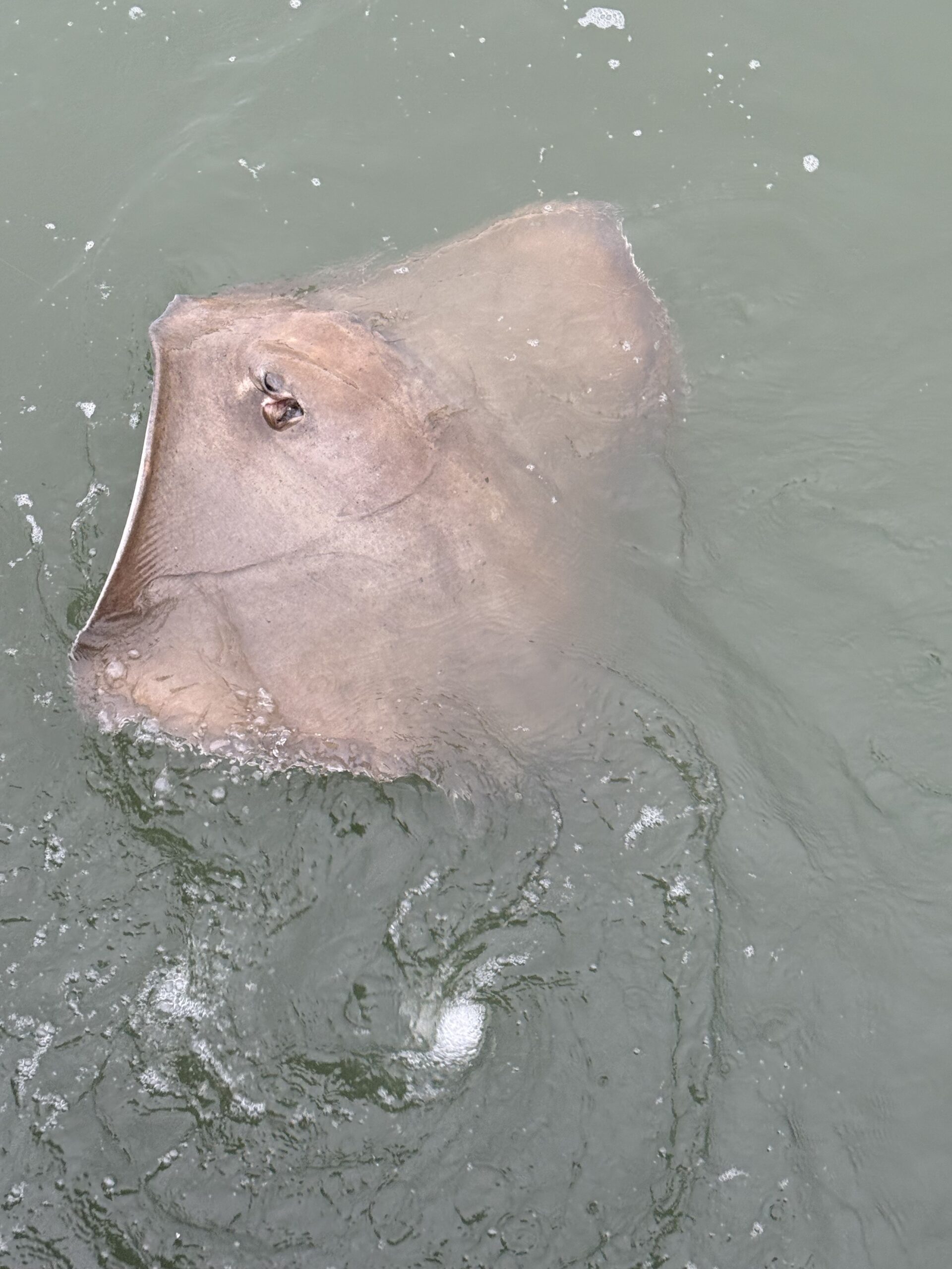 Sting Rays Caught by Fishermen Feet from Where We Were Hull Cleaning