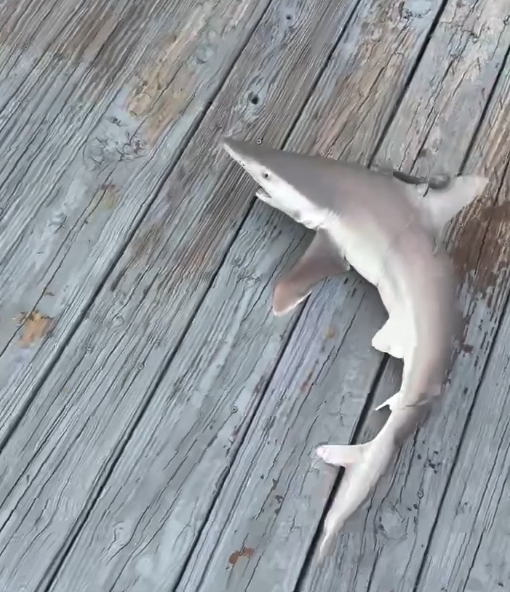 A Fisherman Caught a Baby Shark 10ft From Where We Were Hull Cleaning.
