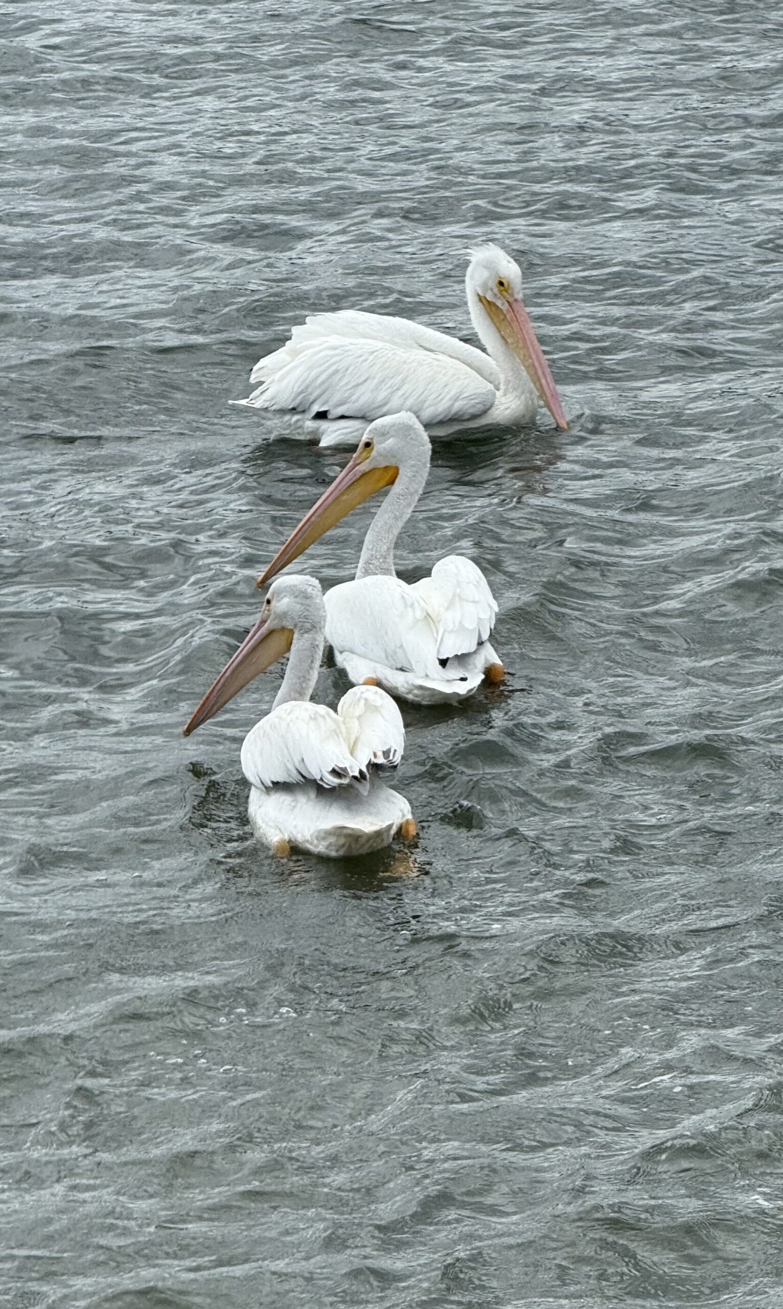 Pelicans in Marinas: What Their Presence Says About Marine Growth on Your Boat