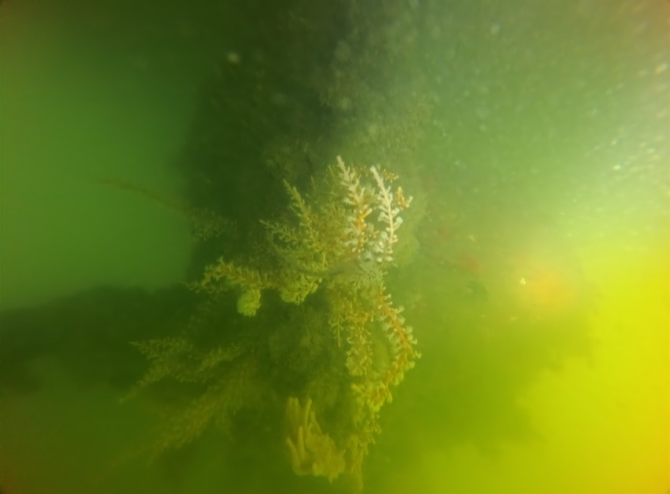 The Science of Barnacles: Nature’s Most Stubborn Engineers