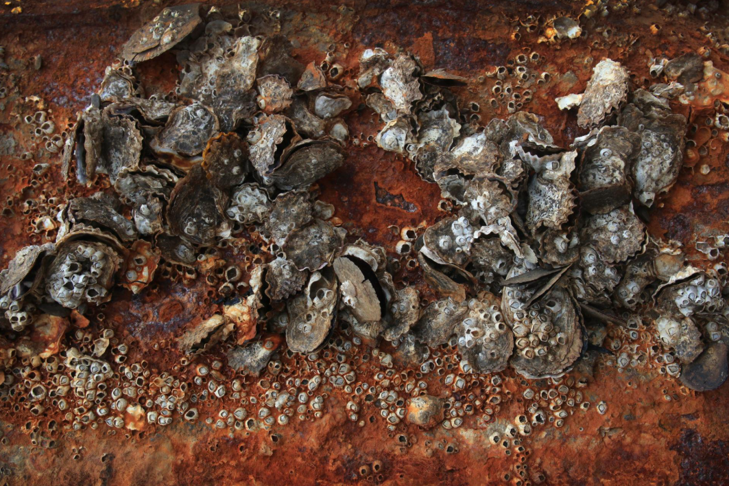 Allowing Barnacles to Dry on a Boat Hull is Bad for a Boat