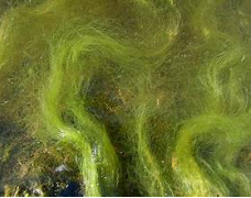 Why Growth Can Return Within Days After Boat Hull Cleaning
