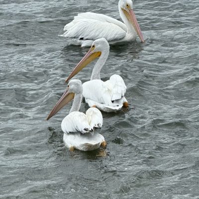 Pelicans in Marinas: What Their Presence Says About Marine Growth on Your Boat