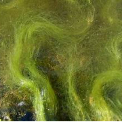 Why Growth Can Return Within Days After Boat Hull Cleaning