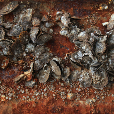 Allowing Barnacles to Dry on a Boat Hull is Bad for a Boat