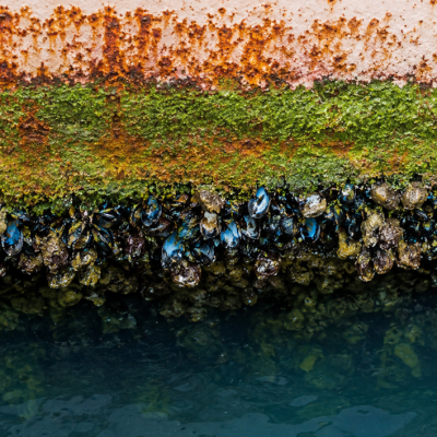 Why Marine Growth Explodes During Summer on Florida’s East Coast and Why Your Boat Needs More Frequent Hull Cleaning